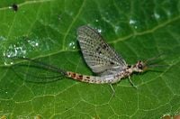 Eintagsfliege fg01.jpg