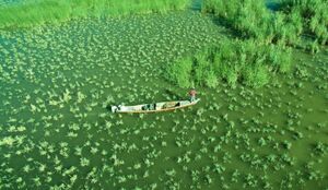 Chibaish Marches, Iraq - An Nasiriyah.jpg