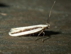 Kiwaia monophragma.jpg