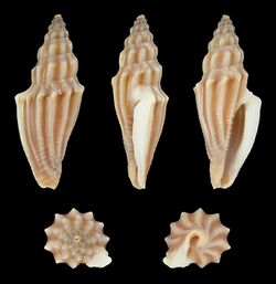 Eucithara funiculata 01.jpg