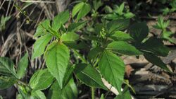 Astraea lobata (L.) Klotzsch - Flickr - Alex Popovkin, Bahia, Brazil (1).jpg