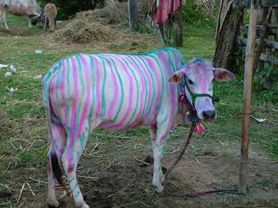 Nepal cow.jpg