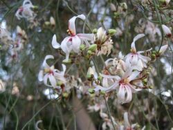 PikiWiki Israel 2183 Moringa in blossom פריחת המורינגה.jpg