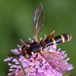 Conops quadrifasciatus - top (aka).jpg