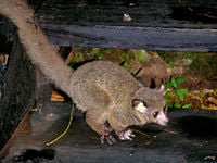 Brown greater galago (Otolemur crassicaudatus)