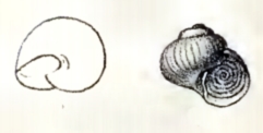 Skenea trochoides 001.jpg