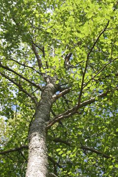 Betula from down to up.JPG