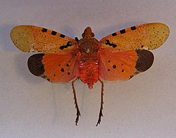 Belbina lambertoni.jpg