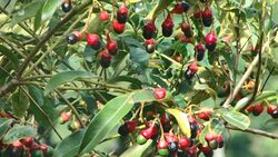 Ocotea puberula (Rich.) Nees .jpg