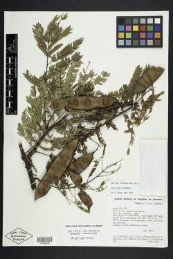 Senegalia hayesii NY 0101098625.jpg