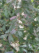 Sorbus frutescens (21399373571).jpg