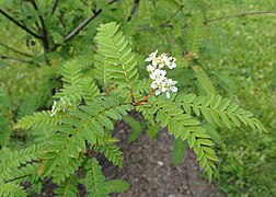 Sorbus frutescens kz01.jpg