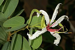 Bauhinia petersiana 1DS-II 3246.jpg