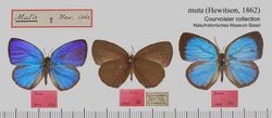 MutaMFUpUn 604 AC1.jpg