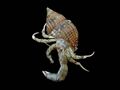 Hermit crabs have different sized claws