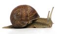 A Roman snail and its helical shell