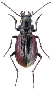 Pelophila borealis (Paykull) - ZooKeys-245-001-g006.jpeg