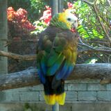 Amazona guildingii -Botanical Gardens -Kingstown -Saint Vincent-8a-4c.jpg