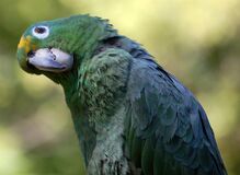 Amazona farinosa -upper body -Elmwood Park Zoo-6.jpg