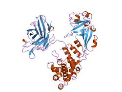 PDB 1xdt EBI.jpg