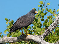 Common black hawk2.jpg