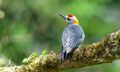 Hoffman's Woodpecker (male) - Flickr - Becky Matsubara.jpg