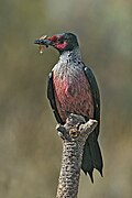 Lewis's Woodpecker01.jpg