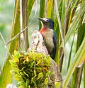 Puerto Rican Woodpecker - El Yunque.JPG