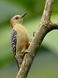 Red-crowned Woodpecker (Melanerpes rubricapillus).jpg
