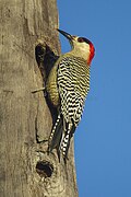 West Indian Woodpecker - Cuba S4E0272 (16384535766).jpg