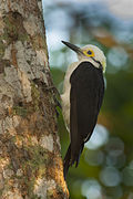 White Woodpecker - Pantanal MG 8994 (16223107320).jpg