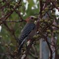 Yucatán woodpecker (Melanerpes pygmaeus rubricomus)-female-Mexico-Yucatán-Celestún.jpg