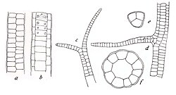 Ulva chaetomorphoides as Enteromorpha chaetomorphoides in Børgesen 1911.jpg