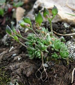 Draba globosa Sherel Goodrich.jpg