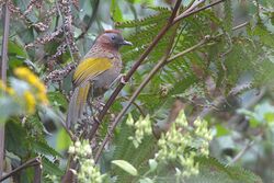 Assam Laughingthrush Khonoma Nagaland India 23.12.2016.jpg