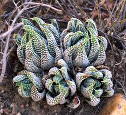 1 Tulista minor - Potberg S Molteno.jpg