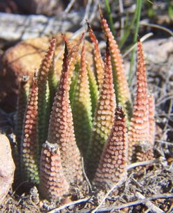 Haworthia minima opalina MBB 1.jpg