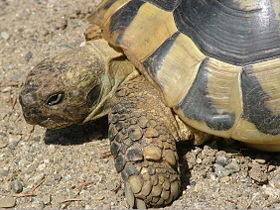 Testudo hermanni boettgeri