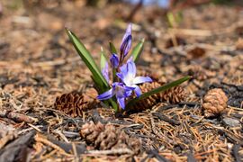 Scilla forbesii - 52024312748.jpg