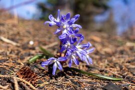 Scilla forbesii - 52024990955.jpg