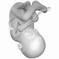 Fetus at 38 weeks after fertilization. (Gestational age of 40 weeks.)