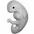 Embryo at 4 weeks after fertilization. (Gestational age of 6 weeks.)