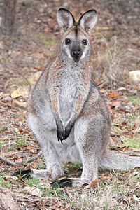 Red-necked wallaby