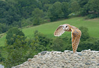 Barn Owl.jpg
