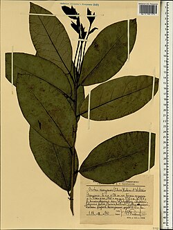 Ocotea kenyensis.jpg