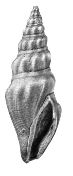 Crassispira meunieri 001.jpg