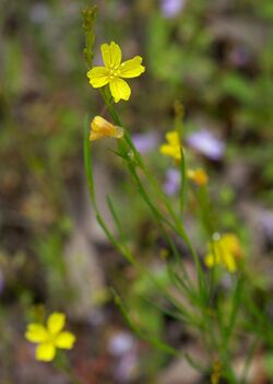 Oenother linifolia arkansas.jpg