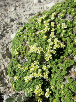 Lepidium nanum.png