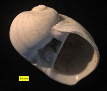Fossil Naticarius millepunctatus; Nicosia Formation, Pliocene, Cyprus
