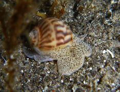 Notocochlis gualteriana